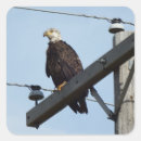 Pesquisar por águias adesivos Aves