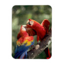 Pesquisar por brasileira imas Rio