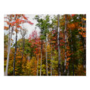 Pesquisar por floresta colorida pôsteres pósteres Qualquer pessoa