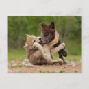 Pesquisar por filhote de lobo cartoes postais Lobos