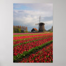 Pesquisar por vermelho da tulipa pósteres Paisagem