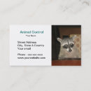 Pesquisar por animal estimação guaxinim Guaxinins