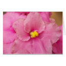 Pesquisar por violeta africana cartoes postais Plantas