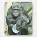 Pesquisar por chimpanzé engraçado eletronicos Primata