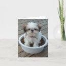 Pesquisar por shih tzu puppy cartoes Puppies