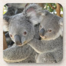 Pesquisar por australiano porta copos Animais selvagens