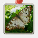 Pesquisar por flores exóticas ornamentos Tropicais