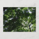 Pesquisar por canela cartoes postais Floresta