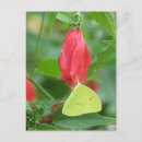 Pesquisar por borboleta tropical cartoes postais Flores