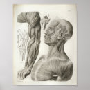 Pesquisar por vintage medical pôsteres pósteres Anatomical