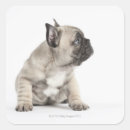 Pesquisar por pedigree adesivos Animal