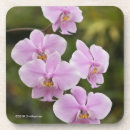 Pesquisar por phalaenopsis Orquídea