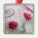 Pesquisar por crisântemo ornamentos Rosa