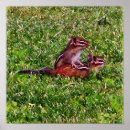 Pesquisar por animal pósteres Fofo
