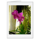 Pesquisar por cumprimento da orquídea Orquídeas