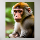 Pesquisar por macacos pósteres Animal