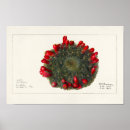 Pesquisar por succulent pôsteres pósteres Botânica