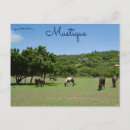 Pesquisar por cavalo ocidental cartoes postais Cavalos