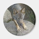 Pesquisar por lobos imas Animais selvagens