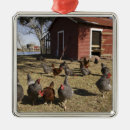 Pesquisar por galinha ornamentos Rural