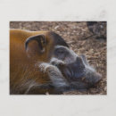 Pesquisar por porca cartoes postais Javali