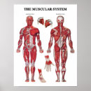 Pesquisar por anatomia pósteres Muscular