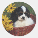 Pesquisar por cocker spaniel adesivos Canino