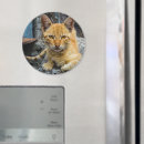 Pesquisar por olhos grandes imas Gato