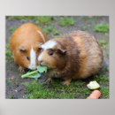 Pesquisar por hamster pósteres Rato