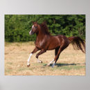 Pesquisar por raça do cavalo pôsteres pósteres Campo