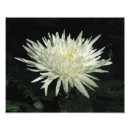 Pesquisar por crisântemos foto Flores