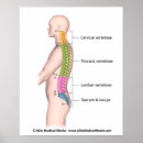 Pesquisar por anatomia humana pôsteres pósteres Esqueleto