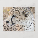 Pesquisar por jaguares cartoes postais Pantera