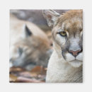 Pesquisar por pumas imas Animal
