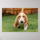Pesquisar por cães caça pósteres Cão de caça