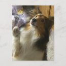 Pesquisar por sheltie cartoes postais Collie