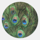 Pesquisar por peafowl adesivos Animal