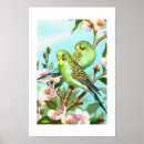 Pesquisar por budgie pôsteres pósteres Budgies