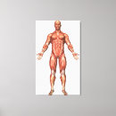 Pesquisar por sistema muscular impressão de canvas Perna