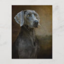 Pesquisar por weimaraner cartoes postais Cão