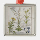 Pesquisar por erval ornamentos Curativo