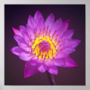 Pesquisar por flor lótus pôsteres pósteres Fotografia