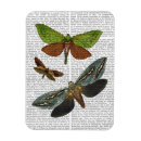 Pesquisar por mosca imas Flores