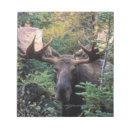 Pesquisar por touro bloco de notas Vida selvagem