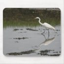 Pesquisar por grande egret branco Pássaro
