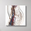 Pesquisar por anatomia humana impressão de canvas Artéria
