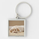 Pesquisar por labrador amarelo chaveiros Animal