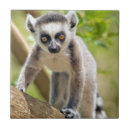 Pesquisar por lemur azulejos Animal