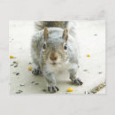 Pesquisar por esquilos cartoes postais Curioso