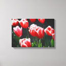 Pesquisar por tulipa branca impressão de canvas Tulipas